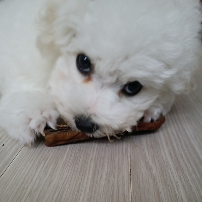 몽실이 이미지