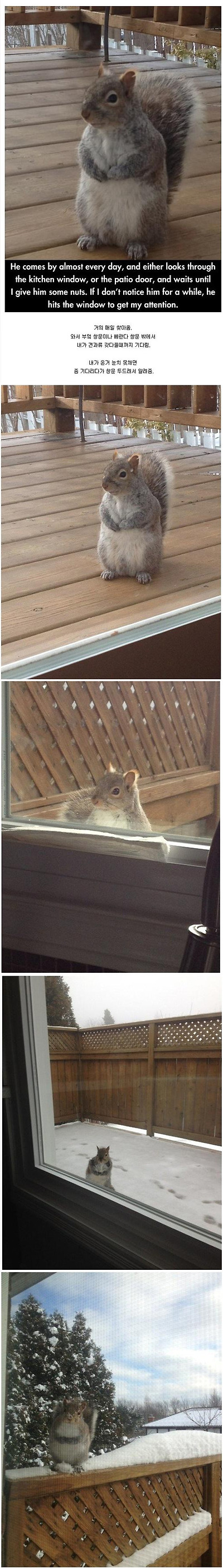 다람쥐의 귀여움에 대한 고찰.jpg | 인스티즈