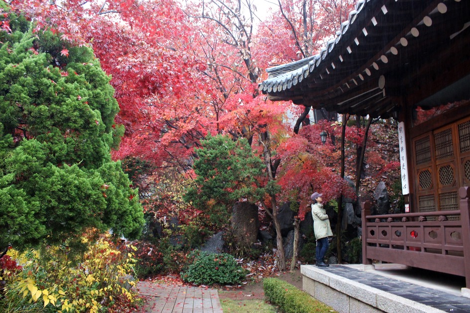 비내리는 삼청각의 단풍은 ..