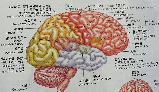 인체, 뇌의 구조와 기능 - 인체의구조와기능 - 향기있는 쉼터