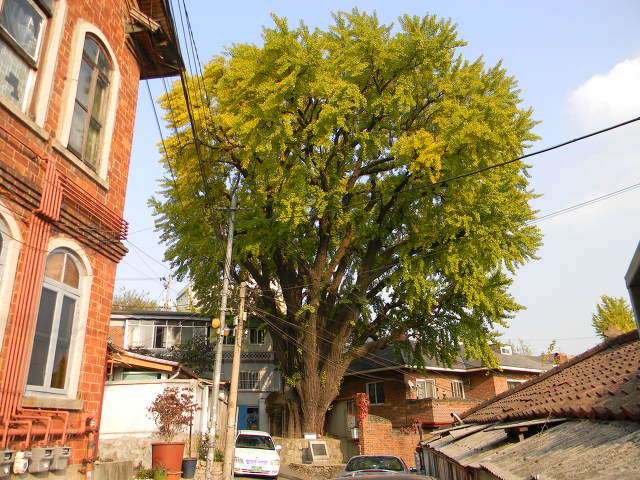 행촌동 은행나무