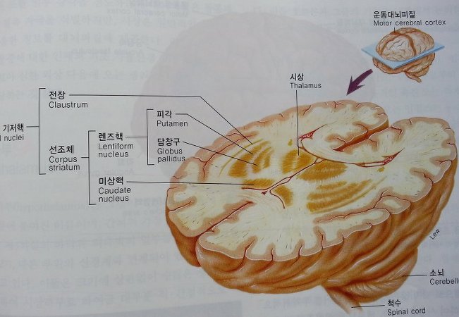 인체, 뇌의 구조와 기능 - 인체의구조와기능 - 향기있는 쉼터