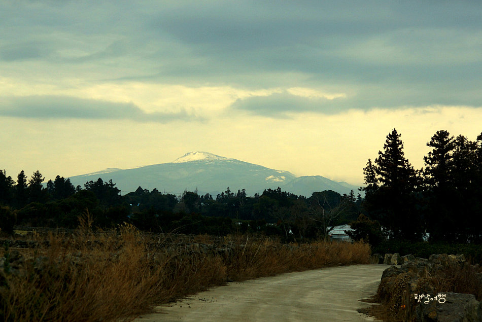 가시리에서 한라봉과 사랑에 빠지다~