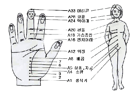 발지압/수지침 경락자리 - 발과 건강 - 발지압판