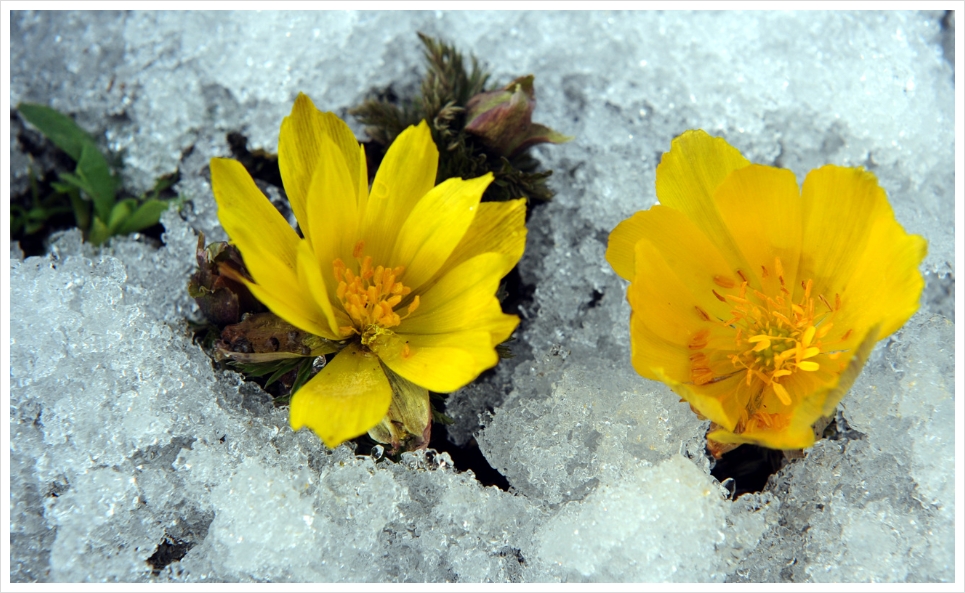 함평 자연생태공원 " 눈 속에 핀 복수초"