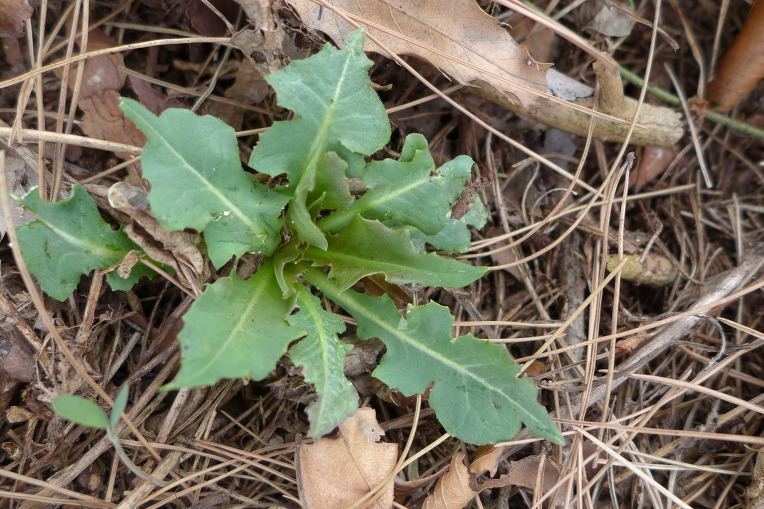 왕고들빼기 봄모습. 왕고들빼기어린순.