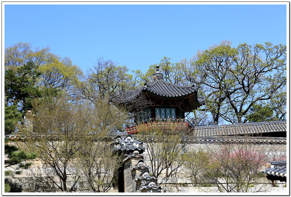 [서울여행/고궁나들이] 4월부터 개방된 비밀의 화원 창덕궁 낙선재