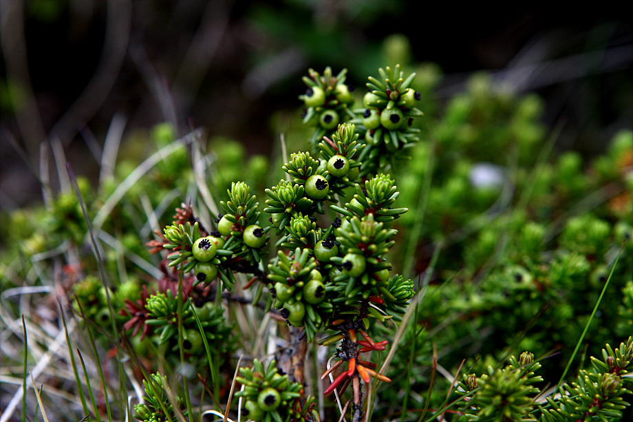 시로미(암고란) [crowberry]의 효능