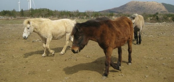 갑마장 길 위의 봄