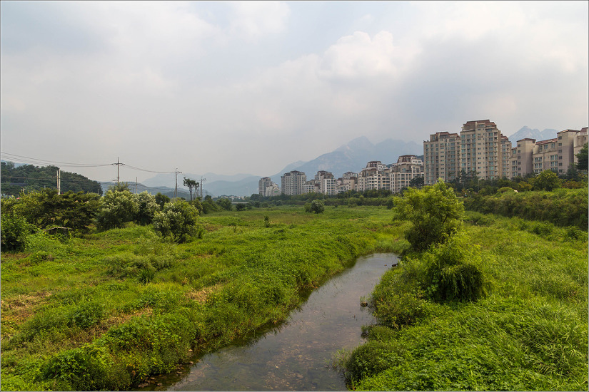 창릉천의 들꽃들(쥐손이풀 外 2016.09.01)