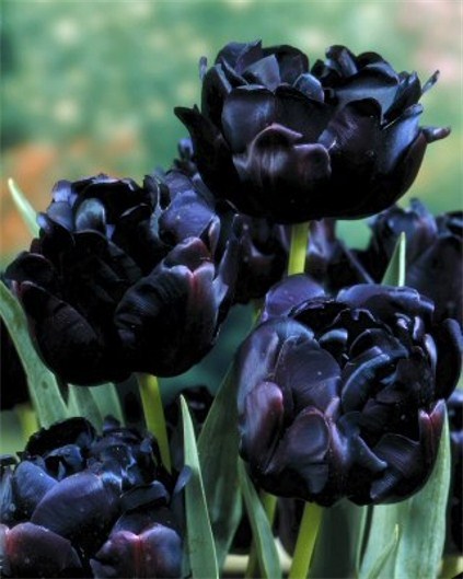 검은 색 꽃 - ▷ ﻿꽃,과일식물등 - ♡산야와 한울타리♡