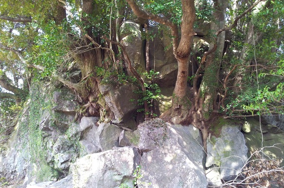 갑마장 길 위의 봄