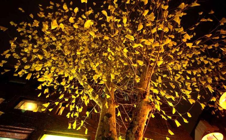 yellow ribbon round the old oak treeì— ëŒ€í•œ ì´ë¯¸ì§€ ê²€ìƒ‰ê²°ê³¼