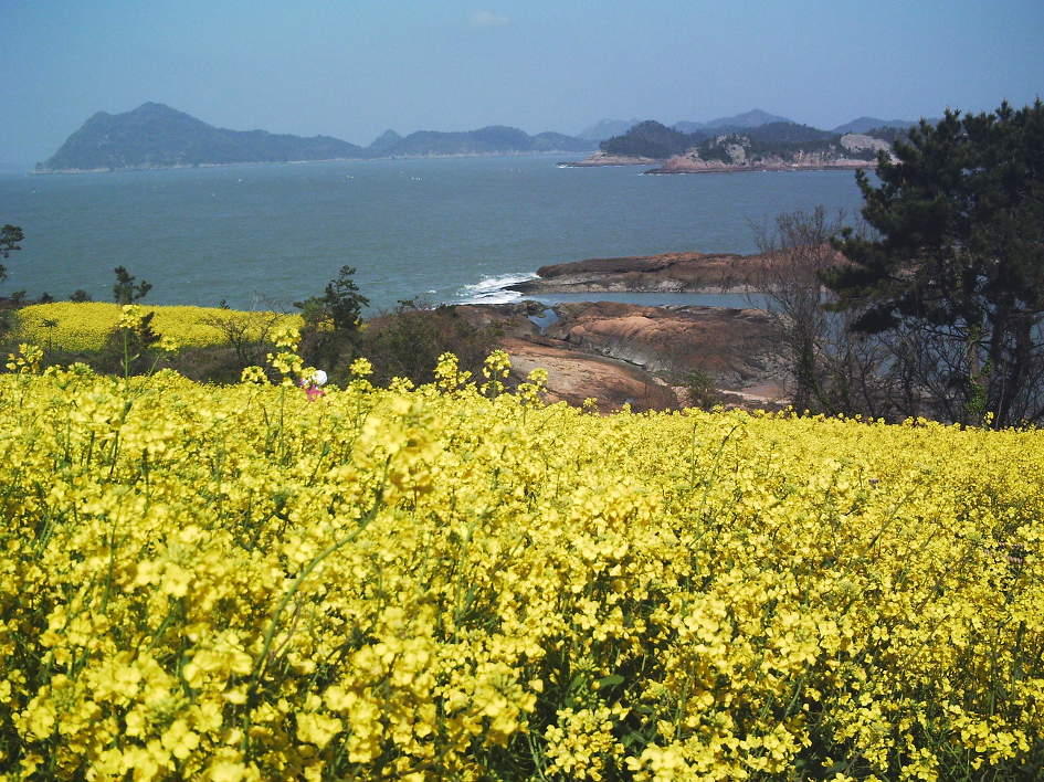 하의도의 유채밭