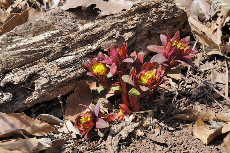 풍도대극 Euphorbia ebracteolata var. coreana Hurus.