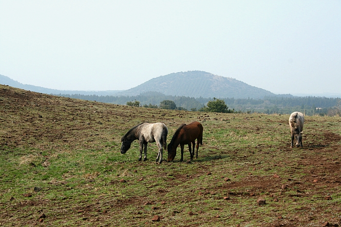 가시리 갑마장길(가시리 방문자 센터 - 당목천 - 따라비오름 - 큰사슴이오름 - 행기머체)