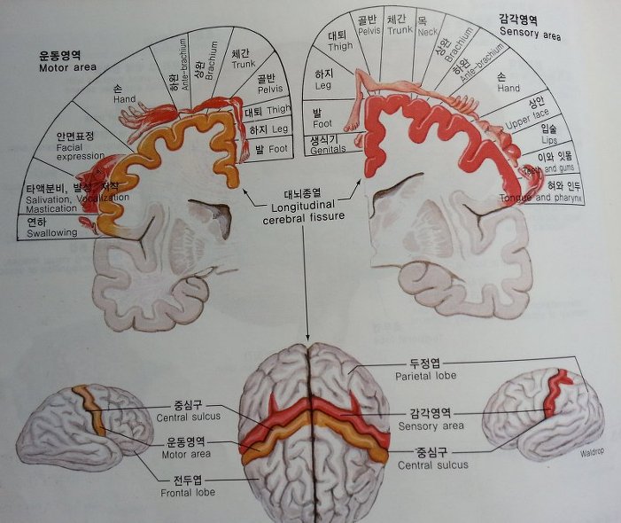 인체, 뇌의 구조와 기능 - 인체의구조와기능 - 향기있는 쉼터