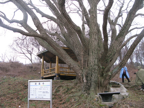 (6). 3. 22~23 봄꽃의 천국 풍도의 식물 탐사