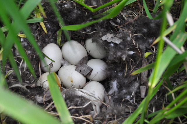 한강밤섬 철새의 생명 탄생준비 2012.05.05.토