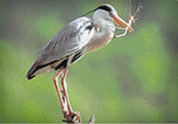 [박상건의 ‘한강 섬을 걷다’ 8] - 밤섬 ②철새도래지로 재탄생한 생태섬