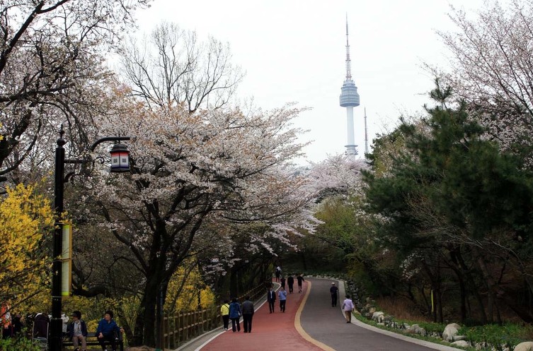 ======서울 / 남산의 봄 벚꽃 15