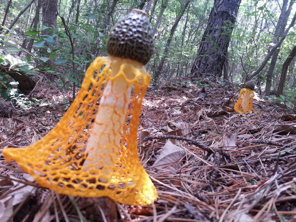 북한산 둘레길(내시묘역길-효자길-충의길)