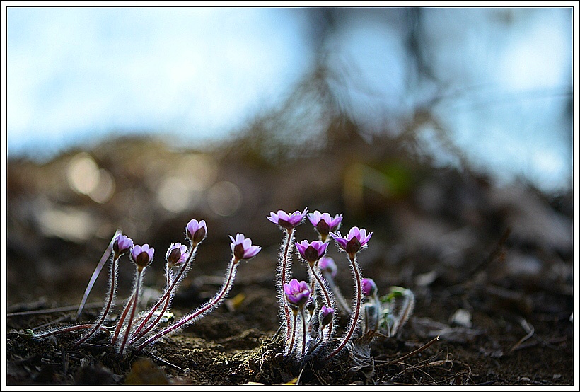 노루귀(2015.3.13 풍도)