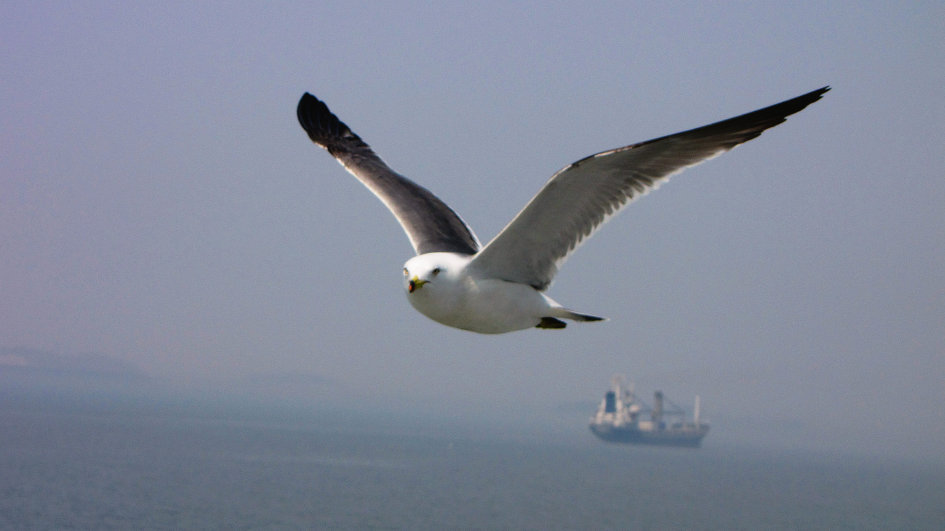 팔미도를 가 보셨나요?