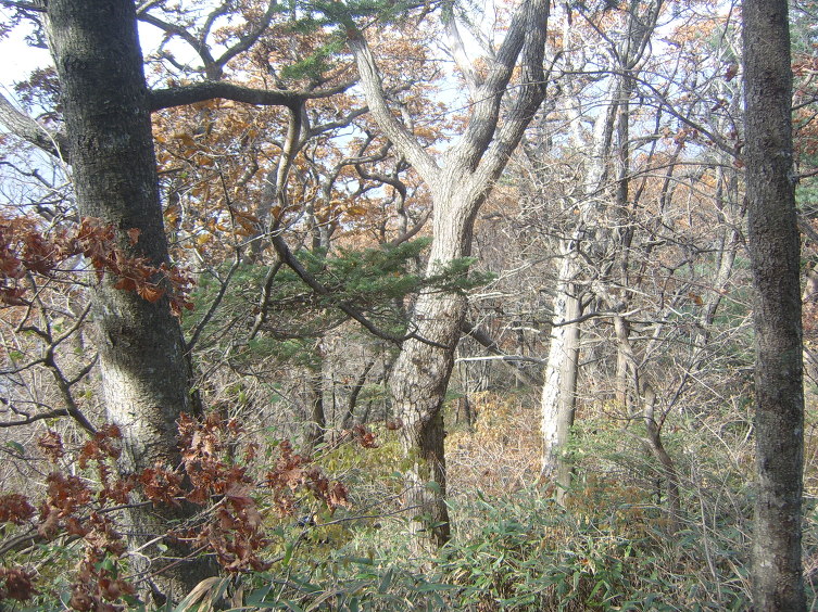 지리산 반야봉-심마니능선