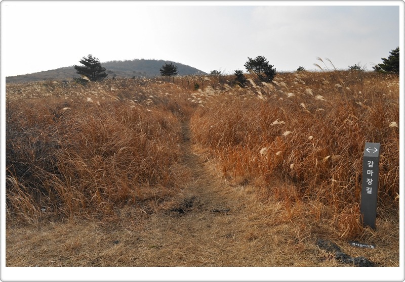 제주 가시리 갑마장길 2. 따라비오름에서 큰사슴이오름앞까지