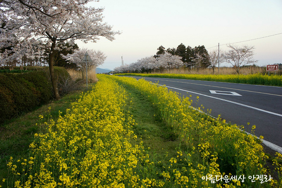 노란 유채꽃과 벗꽃이 어우려진 환상적인 가시리 녹산로 꽃길