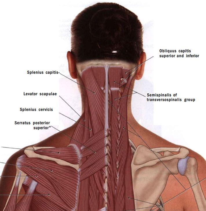 반극근 두반극근 경반극근 흉반극근 Semispinalis Capitis Cervicis Thoracis 모든 근육과 Trp탐구 치료적 맞춤운동 비타미네 연구소