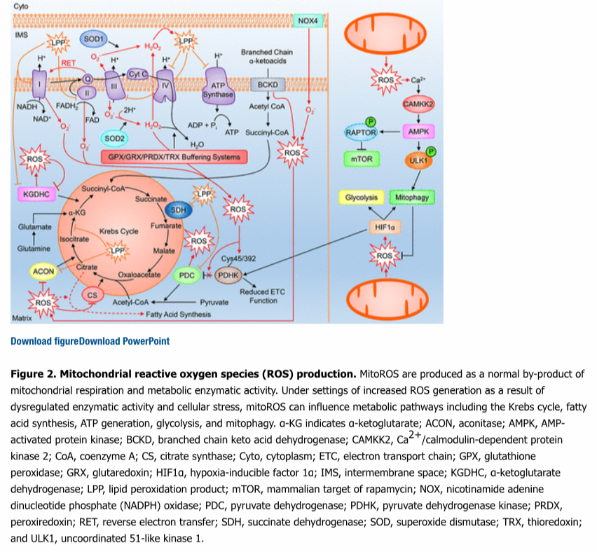 Re:Re: Reactive Oxygen Species in Metabolic and Inflammatory Signaling ...