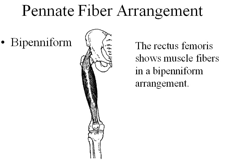 Muscle Mechanics. 대박자료 - 근육생리와 역학 - 치료적 맞춤운동, 비타미네, 영성 연구소