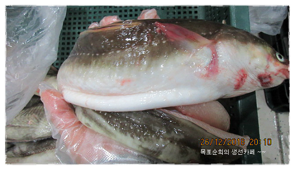 4월4일.활감성돔,선어횟감(광어,농어),해삼,자연산가리바,키조개,활붕장어 - ♣ 오늘 판매방 - 목포순희의 생선카페
