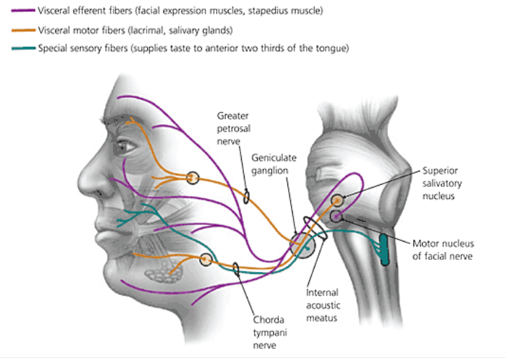 Лицевой нерв анатомия схема на лице фото