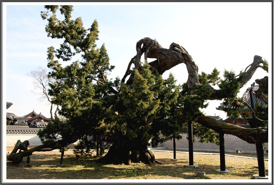 창덕궁 750년된 향나무(천연기념물)과 고목나무