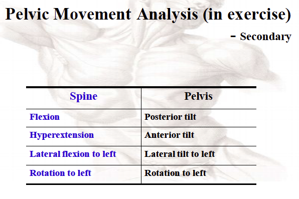 pelvic and hip biomechanics 김송준 - pelvic-hip joint - 치료적 맞춤운동, 비타미네, 영성 연구소