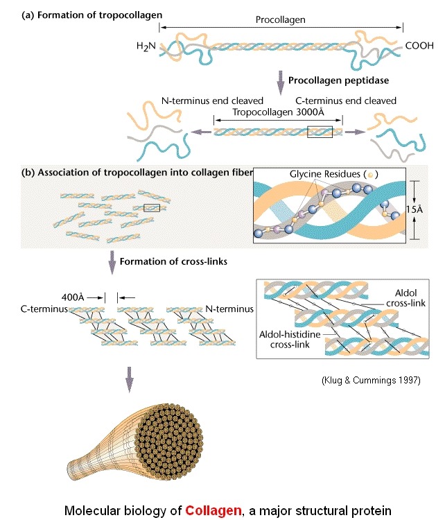 관절연골(articular cartilage)의 생체역학 - 해부학, 생체역학 - 치료적 맞춤운동, 비타미네, 영성 연구소