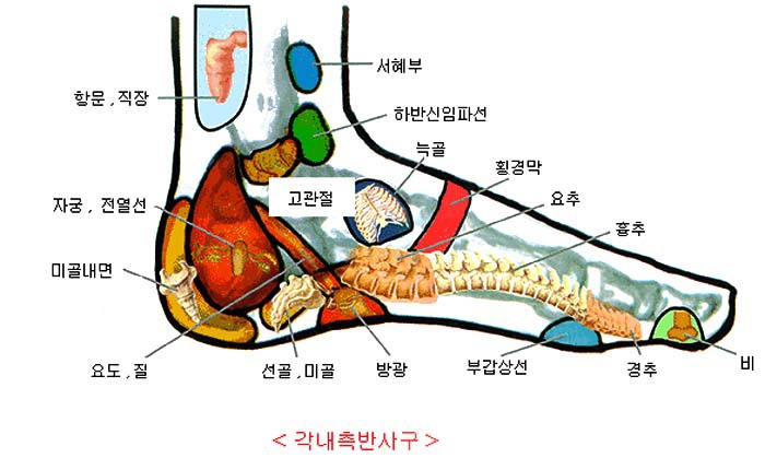 발지압과 건강 - 건강코너 - 금정산악회