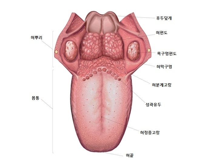 윤상인두근육