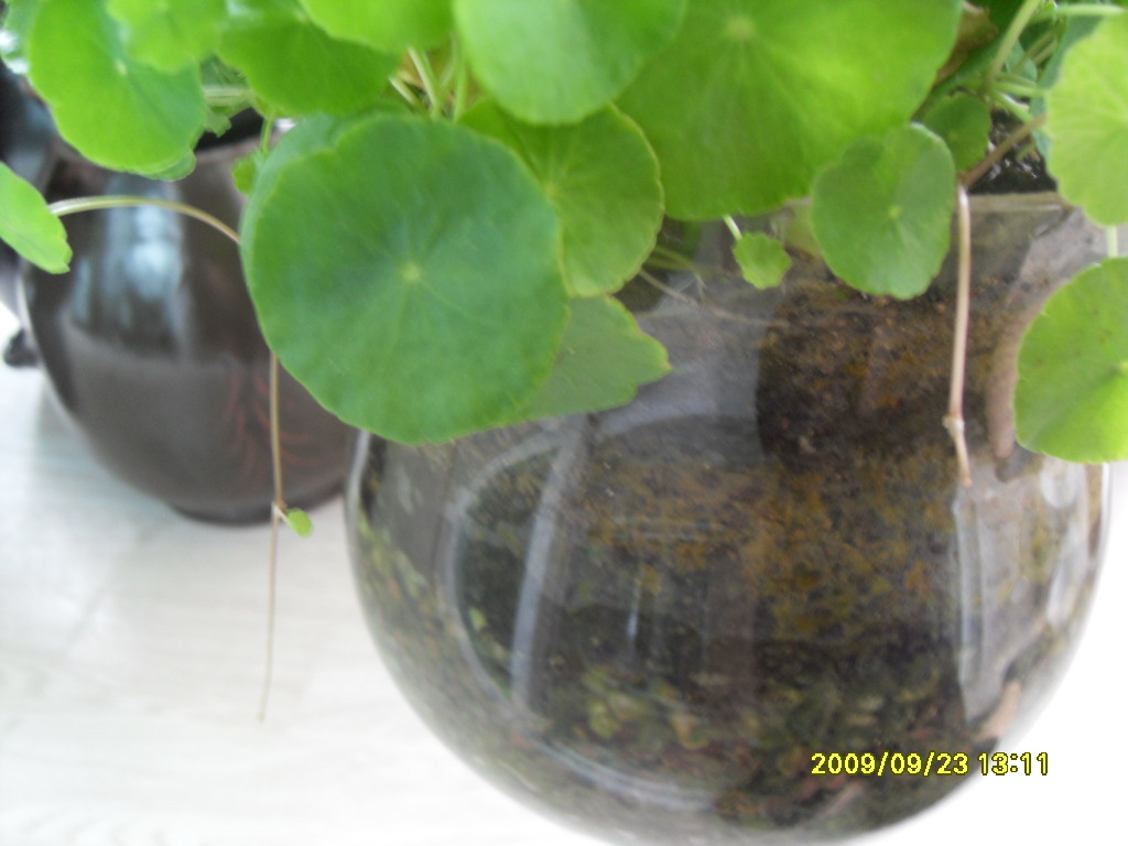 워터코인 - └-… 꽃사랑 초록향기 - 꽃을사랑하는사람들 (다육,화분)