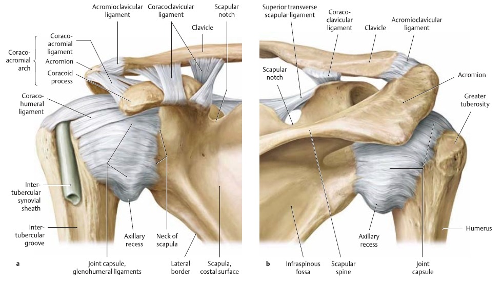 Left shoulder. Ligamentum glenohumerale. Coracohumerale ligament связка. Glenohumeral Joint. Lig transversum scapulae Superius.