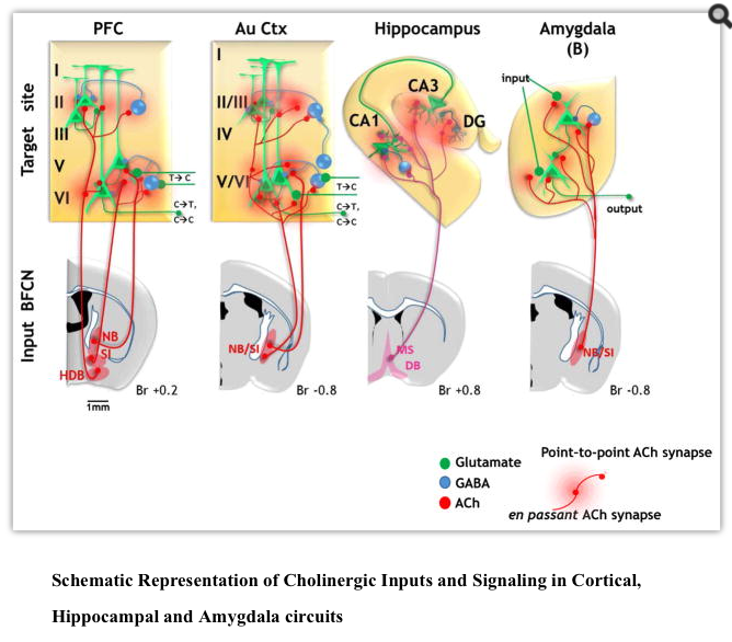 Basal forebrain subcortical projections