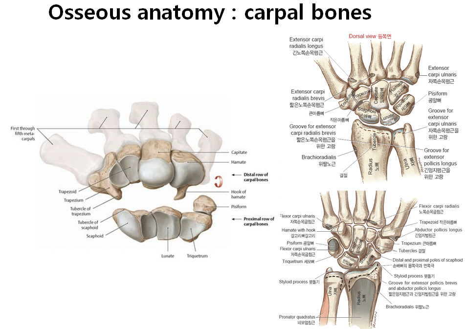 손목 불안정(wrist instability) - 건.물.사 공부방 - 건강한 물리치료사