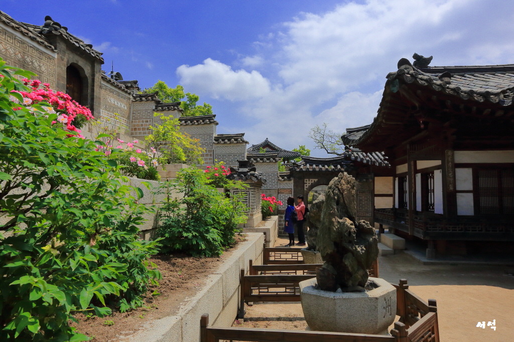 창덕궁 낙선제 후원 작약꽃