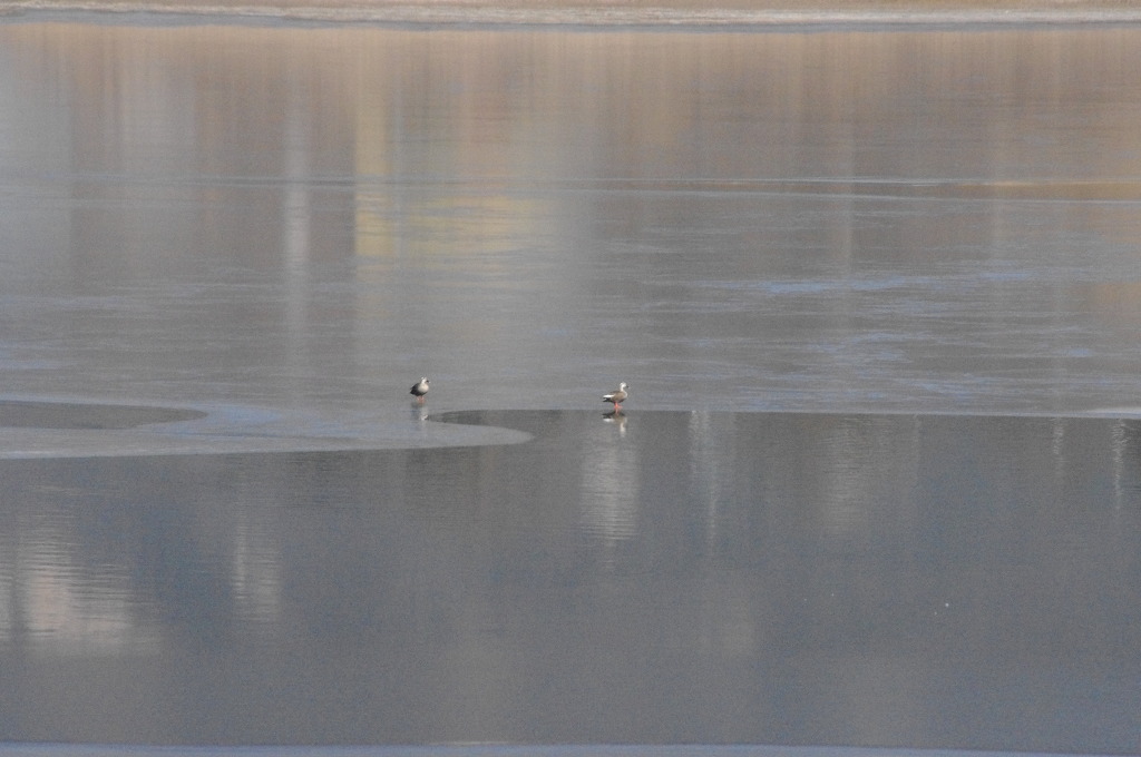 강화 나들길 7코스 : 갯벌 보러 가는 길 / 화도 내리 성당 ~ 동막 해변 - 2017. 1. 16.