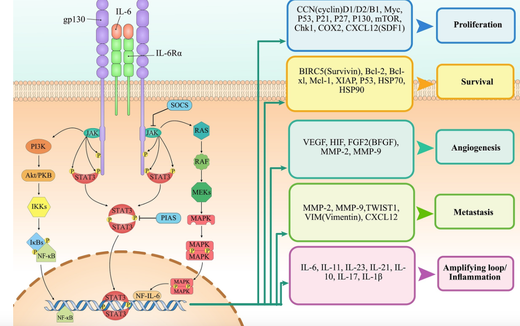 Re The Significant Role Of Interleukin 6 And Its Signaling Pathway In The Immunopathogenesis And Treatment Of Breast Cancer 암치료의 탐구 치료적 맞춤운동 비타미네 연구소