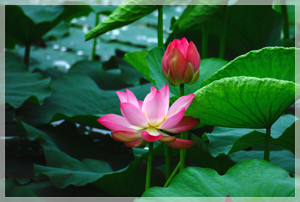 하의도와 닮은 연꽃....