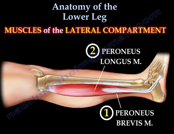 Anatomy Of The Lower Leg - Everything You Need To Know - Dr. Nabil Ebraheim  